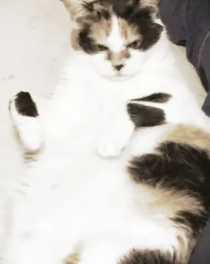 新品未使用 グリンベル デューミラン オイル 23ml マッサージ2点