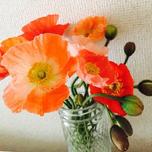 新品未使用品】 アルファネス2 - メルカリ