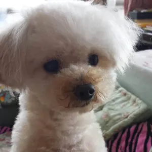 ガンプラ MG MSV YMS-07シャア専用プロトタイプグフ 完成品 - メルカリ