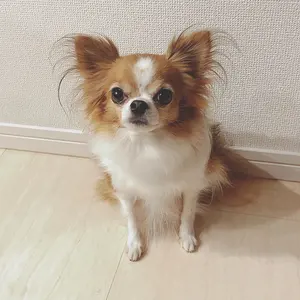 ♡カムファインドスプリング♡ダッフィー クッキーアン ジェラトーニ