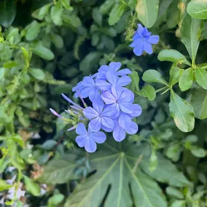 チェックメイト 韓国 BL 証明写真 - メルカリ