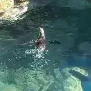 ハリポタ ウィザコレ BIGタオル(スネイプ/アズカバンの囚人)【未使用