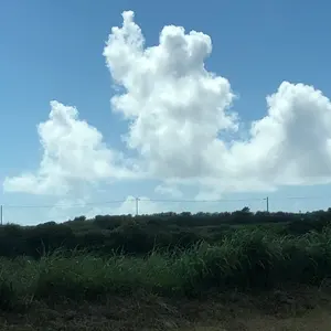 n*a様 ミニライオン 油彩画 ペイント聖矢 - メルカリ
