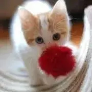 Ｆumo29   プロフ必読