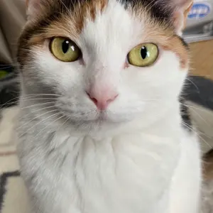 あぶりまぐろ