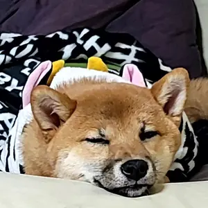 非売品！ゾルメン！】ZOLLMEN カストリ ZOFBIE oneoff!? - メルカリ