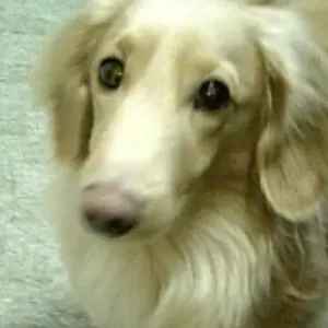 羊毛フェルト 犬 ミックス犬 プードルとダックス（ダップー