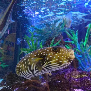 MTG ゴブリン戦闘バギー プレイマット - メルカリ