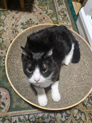 パーリーゲイツ PEARLY GATES スカート ネイビー サイズ1 フリース