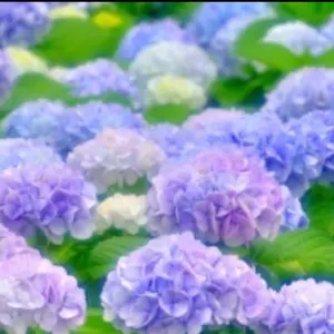 令和2年9月製造と令和3年6月製造　新品 未開封　テルミー線 900本 令和2年9月製造と令和3年6月製造 新品 未開封 テルミー線 900本 新品