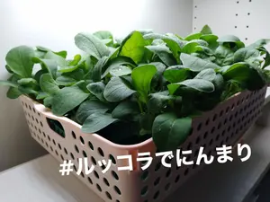 旧裏 PSA10 neo タッツー HORSEA - メルカリ