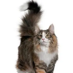 tiara gold さま専用です✴︎シャネル✴︎ビンテージウエストポーチ✴︎ジャンク tiara gold さま専用です✴︎シャネル✴︎ビンテージウエスト