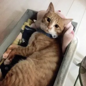 ブースター、シャワーズ、サンダースex SAR＋リーフィア マスボミラー