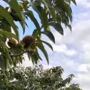 ゆうみママ様 ご確認用 四つ身 祝い帯 長襦袢 - メルカリ