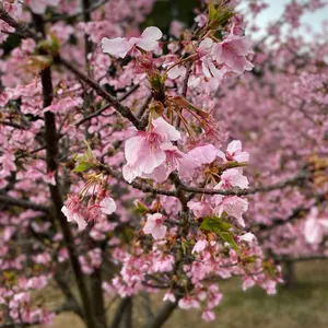 改造】 VX2000 テープレス VX1000 ソニー - メルカリ