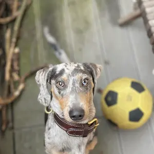 青平石 247キロ 庭石 鑑賞石 石 飛び石 沓脱石 台石 平石 庭 - メルカリ