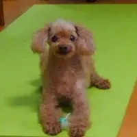 月末セール◇モモダ家具 アンネル 総桐 タタミベッド | スバル FT