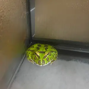 メダルゲームボールセット - メルカリ