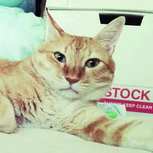 ☆ねこ山様専用☆the cozy nook 猫とウサギのお皿セット - メルカリ