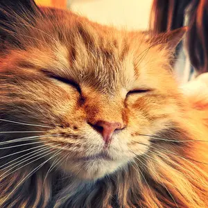 でぃお_即購入OK_値下げ不可