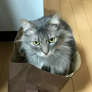 Akoku