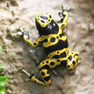 アチャモ アンリミ PSA10 WCP ワールドチャンピオンズパック アチャモ アンリミ PSA10 WCP ワールドチャンピオンズパック - メルカリ