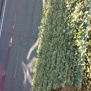 MTG 魂の洞窟 UBT ボックストッパー FOIL 拡張 UMA - メルカリ