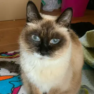 まりあ✧(⁠◕⁠ᴗ⁠◕⁠✿⁠)*⁠.⁠✧