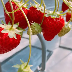 AMNESIA アムネシア 10周年 プロミスメッセージカード kent - メルカリ