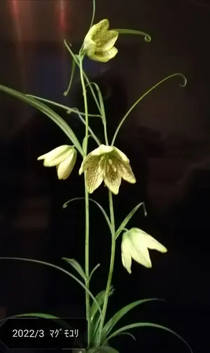 仏画家 マリアンヌ 石版画 