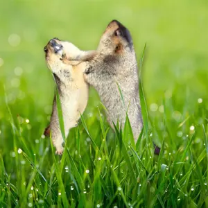 codecorner ガッツ ベルセルク ソフビ - メルカリ