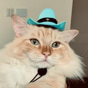 猫猫  プロフ必読ください