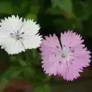 なでしこちゃん