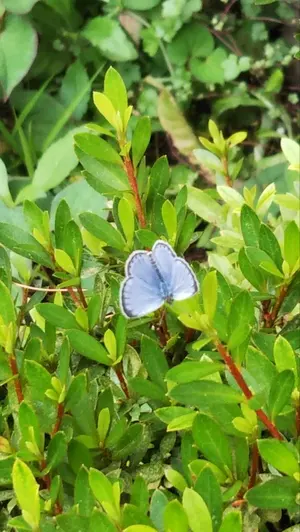 ツマベニチョウ♀標本☆鹿児島県十島村悪石島産☆大型美麗標本・規制