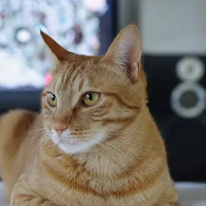 千草忠夫 闇への供物 1・2・3巻セット 3巻目はオーディオブック - メルカリ