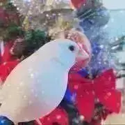 早坂美香鳥かごおやすみカバー 早坂美香様専用鳥かごおやすみカバー - メルカリ