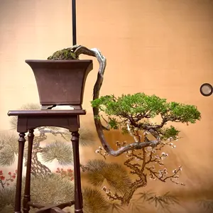 曲芸の美 幹流れの乙な文人黒松 樹高約43cm（検索/懸崖 真柏 赤松 盆栽