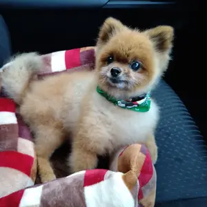 Pom