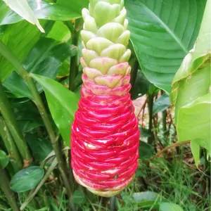 キャッサバ挿し木(埋め木)用苗100本 - メルカリ