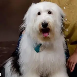 ete エテ ジグザグライン イエローゴールド シルバーリン 13号 - メルカリ