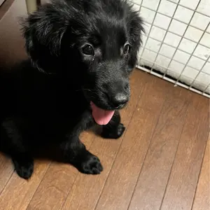 ⚫︎⚫︎⚫︎ジル様限定⚫︎⚫︎⚫︎ KPE マジカルハロウィン2 バニー