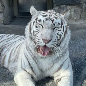 ファイテン ハイエンドⅢ スリム ナノメタックス メタックス - メルカリ