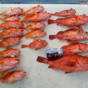 がまかつ がま磯 マスタリー 深棚 125-575 MASTERLY 美品】がまかつ がま磯 マスタリー 深棚 125-575 MASTERLY