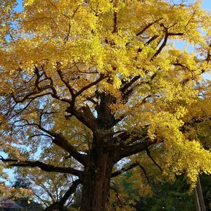 赤字セール！！金運最強！最極上品質！ゴールドタイチンルチルクォーツ