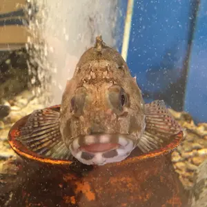 廃盤】アブガルシア SXFS-1033MH-KR - メルカリ