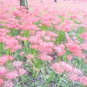 帯付き キャンディキャンディ 全巻セット ポケット香水のおまけ付き 全