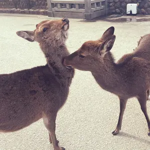 カープ 2016 優勝記念時計 広島東洋カープ2016年優勝記念時計