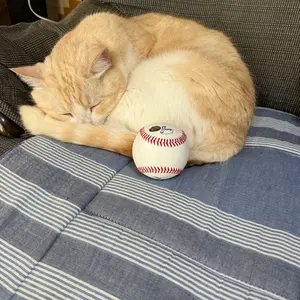 元千葉ロッテマリーンズ 大下誠一郎 NPB バット - メルカリ