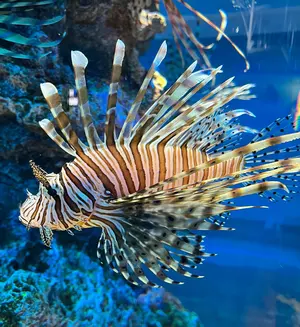 ブイズ CHR 4枚 イーブイ ブースター シャワーズ サンダース - メルカリ