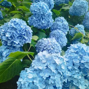 accaヘアーバンド - メルカリ